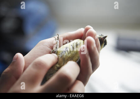 Une jeune fille, un observateur et amant de la nature, tenant un petit oiseau sauvage dans ses mains. Banque D'Images