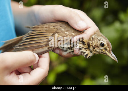 Une jeune fille tenant un oiseau sauvage dans ses mains soigneusement contrôler l'aile. Banque D'Images