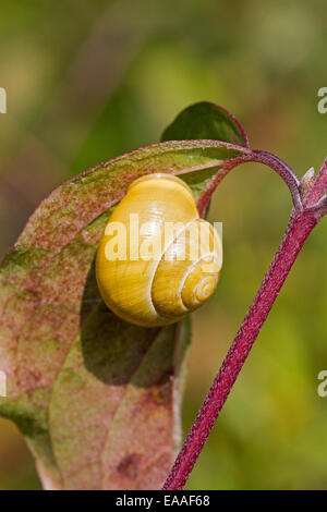 White-labiés , Escargot forme jaune Banque D'Images