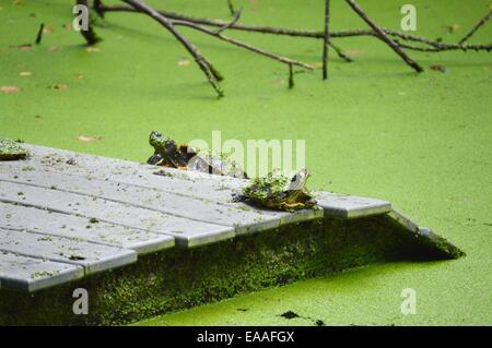 Les tortues curieux regardant les arbres Banque D'Images