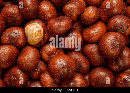 Close up photographie de Conkers humide ou Châtaignes Cheval Banque D'Images