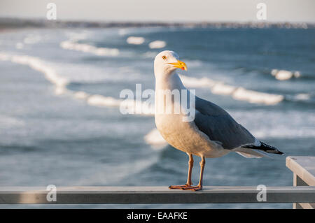 Mouette sur le pont garde-fous au début de coucher de soleil avec vue sur l'océan. Banque D'Images