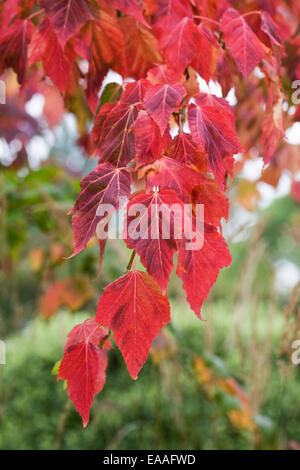 Acer capillipes. Feuilles d'érable Snakebark rouge en automne. Banque D'Images