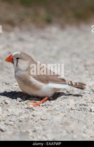 Femme diamant mandarin (Taeniopygia guttata) Banque D'Images