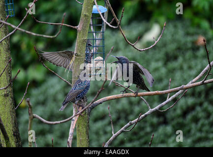 Londonderry, en Irlande du Nord. 10 novembre, 2014. Météo britannique. L'étourneau un différend sur l'accès au jardin mangeoire pour oiseaux par une froide après-midi de novembre. Crédit : George Sweeney/Alamy Live News Banque D'Images