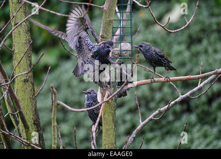 Londonderry, en Irlande du Nord. 10 novembre, 2014. Météo britannique. L'étourneau un différend sur l'accès au jardin mangeoire pour oiseaux par une froide après-midi de novembre. Crédit : George Sweeney/Alamy Live News Banque D'Images