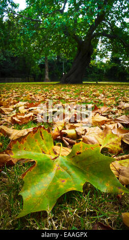 Les feuilles d'automne entourent un arbre sur Christ Church Green, Wanstead, Londres E11 Banque D'Images