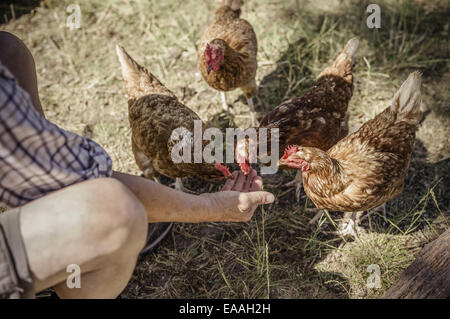 L'alimentation de l'homme quatre poulets. Banque D'Images