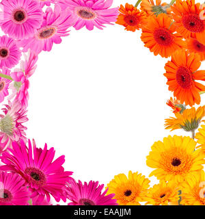 Image fleurs Gerber Banque D'Images