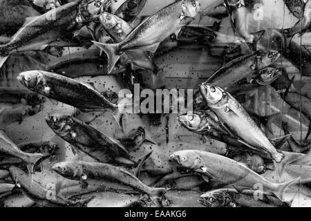 Poissons nagent dans l'eau noir et blanc Banque D'Images