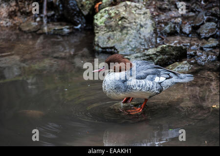 Grand Harle / harle bièvre (Mergus merganser) femmes reposant sur berge Banque D'Images