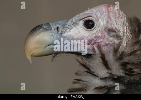 Un close up head photographie d'un vautour Banque D'Images