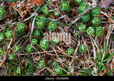 Plantes vertes en herbe poussant à vieille herbe morte avec des gouttes de rosée. Banque D'Images