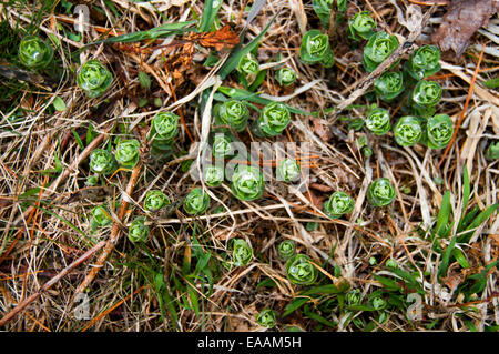 Plantes vertes en herbe poussant à vieille herbe morte avec des gouttes de rosée. Banque D'Images