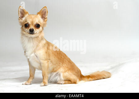 Long haired Chihuahua sur fond blanc Banque D'Images