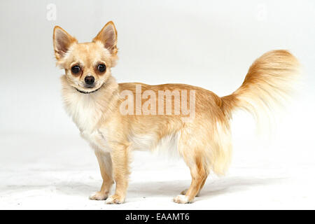 Long haired Chihuahua sur fond blanc Banque D'Images