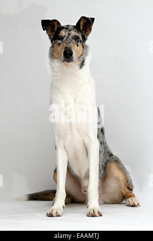 Smooth Collie Chien sur fond blanc Banque D'Images