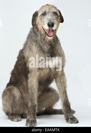 Irish Wolfhound sur fond blanc Banque D'Images