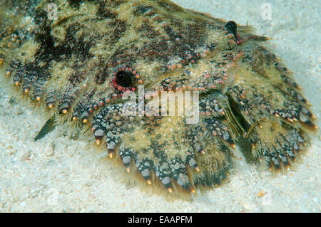 Cigale de mer ou sculptés mitten (Parribacus antarcticus) Homard de la mer de Bohol, Philippines, en Asie du sud-est Banque D'Images