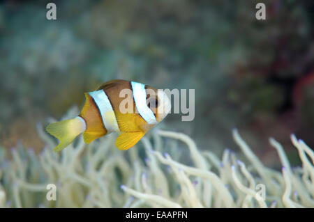 Poisson clown de Clark ou limande poissons clowns (Amphiprion clarkii) Mer de Bohol, Philippines, Banque D'Images