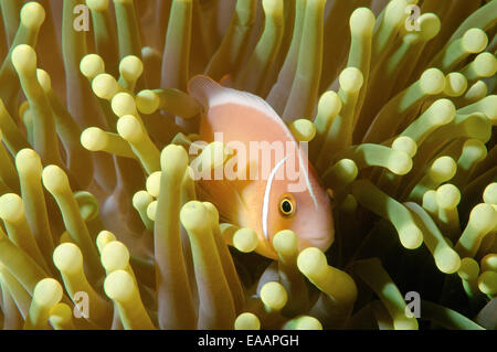 Les poissons clowns ou rose rose poisson clown (Amphiprion perideraion) Mer de Bohol, Cebu, Philippines, en Asie du sud-est Banque D'Images