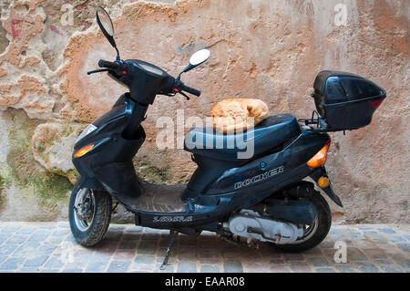 Vue horizontale d'un chat faisant usage d'un scooter stationné à dormir. Banque D'Images