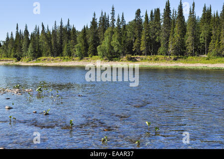 Cailloux sur les bords de rivières de la taïga de l'Oural. De l'Oural polaire, république des Komis, en Russie. Banque D'Images