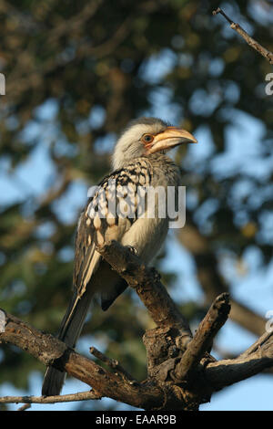 La Southern Yellow-billed Hornbill perché sur petit arbre. Banque D'Images