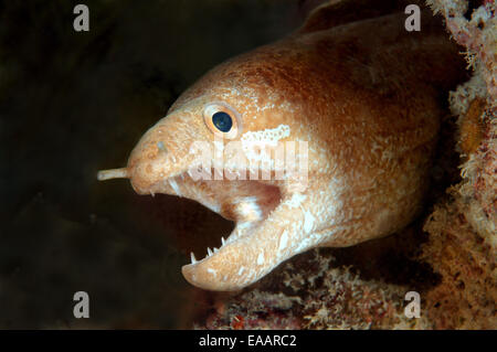 Moray moray rousseur grayface, mince, Moray, ou White-eyed Gymnothorax thyrsoideus (moray) Bohol, Philippines, la mer au sud-est un Banque D'Images