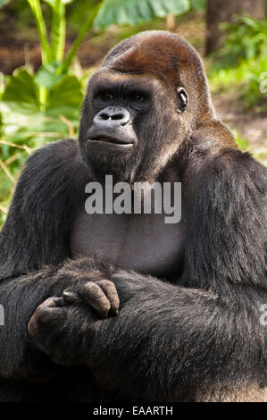 Close up of a horizontal Silverback gorilla. Banque D'Images