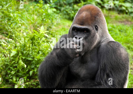 Close up of a horizontal Silverback gorilla. Banque D'Images