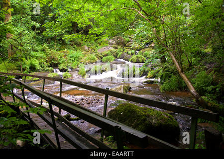 Pont en bois au-dessus de la rivière à Becky Falls à Dartmoor, Angleterre. Banque D'Images