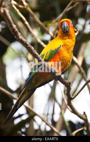 Close up vertical d'un conure Soleil Aratinga solstitialis, Parrot, dans une volière. Banque D'Images