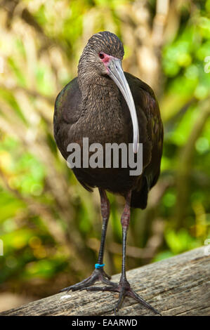 Close up vertical d'un Ibis à face blanche Plegadis chihi, d'oiseaux, dans une volière. Banque D'Images
