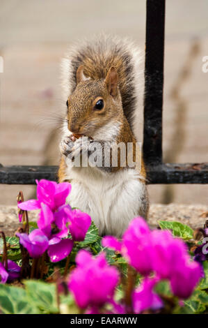 Close up vertical d'un écureuil gris de manger des noix. Banque D'Images