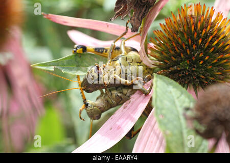 Les sauterelles du différentiel Banque D'Images