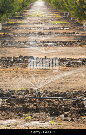 Almod arbres étant irriguées dans la vallée centrale de la Californie, qui est en proie à une longue sécheresse de quatre ans. La sécheresse catastrophique signifie qu'aucune culture n'augmentera sans l'eau d'irrigation de plus en plus rares. De nombreuses zones de terres agricoles ont été abandonnées en raison de la sécheresse. 80  % de la croissance d'amandes de Californie, chacun prend d'Amande 1 gallon d'eau pour produire de l'eau, qui est de plus en plus indisponible. Banque D'Images