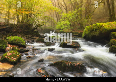 Cascade de la forêt sur les roches moussues sur un matin brumeux à quelques sur Bodmin Moor en Cornouailles Banque D'Images