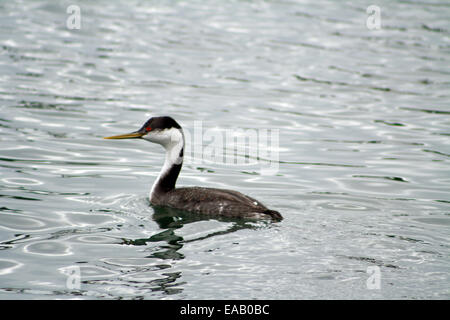 Grèbe élégant oiseau Aechmophorus occidentalis nager dans l'Eau Gris Bleu à Long Beach Californie United States Banque D'Images