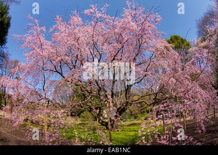 Weeping cherry rose dans les jardins de RIkugien Banque D'Images