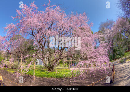 Weeping cherry rose dans les jardins de RIkugien Banque D'Images