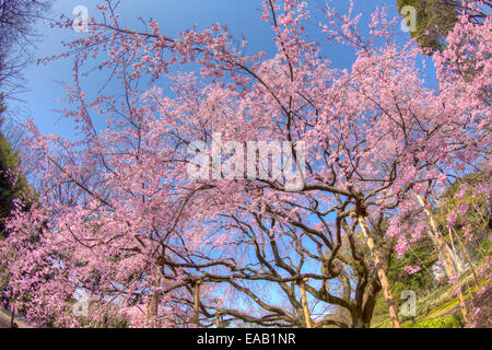 Weeping cherry rose dans les jardins de RIkugien Banque D'Images