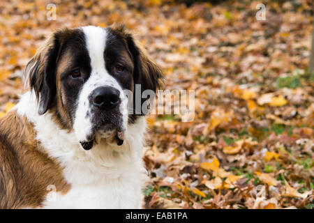 Un énorme chien Saint Bernard jette sur l'herbe entourée de feuilles tombées. Banque D'Images