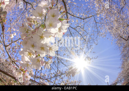 Close up cherry tree et sunbeam Banque D'Images