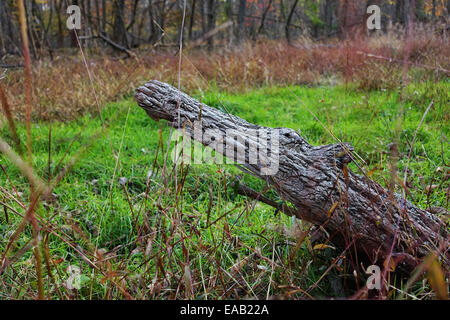 Un journal à la recherche comme un monstre ou bâtonnets alligator sur un herbes marécageuses le long de Rock Creek à Kensington MD Maryland Banque D'Images