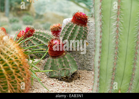 Groupe d', Melocactus Turk's Cap cactus, et croissant avec les fleurs rouges à Sun Pavilion à Gardens By The Bay à Singapour Banque D'Images