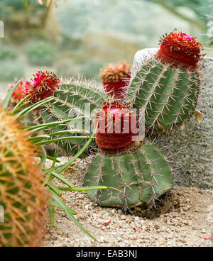 Groupe d', Melocactus Turk's Cap cactus, et croissant avec les fleurs rouges à Sun Pavilion à Gardens By The Bay à Singapour Banque D'Images