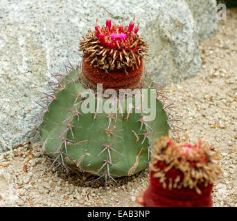 Turk's Cap, Melocactus cactus, et croissant avec les fleurs rouges à Sun Pavilion à Gardens By The Bay à Singapour Banque D'Images