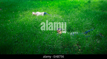 Se cacher dans l'herbe longue. Garçon et fille dans la prairie. Banque D'Images