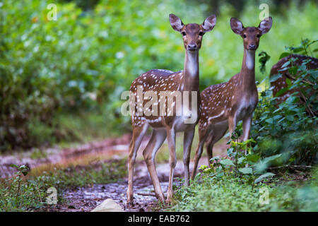 Spotted deers in forest Banque D'Images